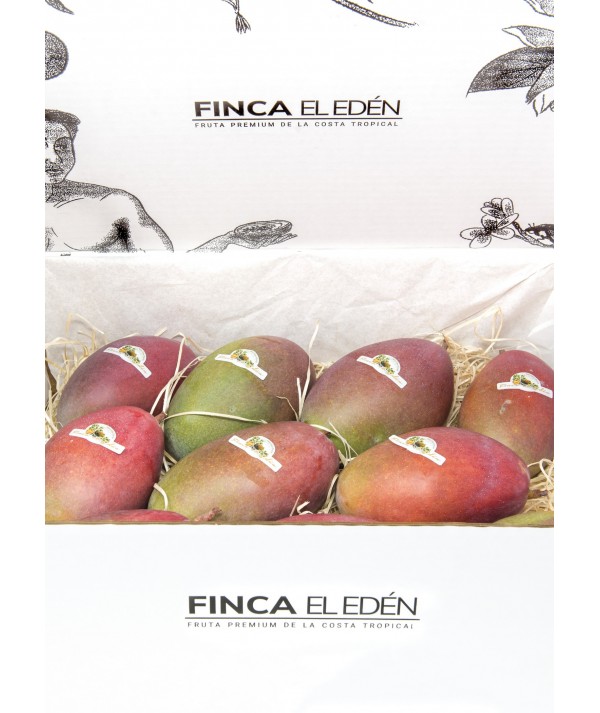 Mango Osteen Bio (Origen: España)Mango ecológico Osteen – Caja de 4 kg  ENVIADO VERDE PARA PROTEGER EL TRANSPORTE · MADURACIÓ...