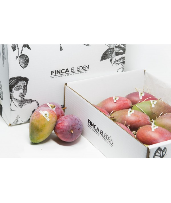 Mango Osteen Bio (Origen: España)Mango ecológico Osteen – Caja de 4 kg  ENVIADO VERDE PARA PROTEGER EL TRANSPORTE · MADURACIÓ...