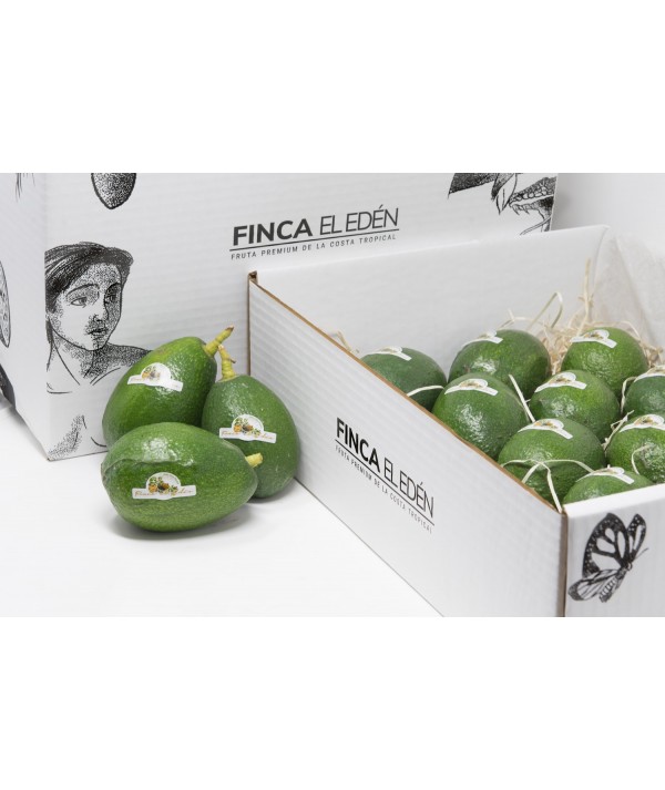 Aguacate Bacon Bio (Origen: España)Aguacate ecológico Bacon – Caja de 4 kg PIEL LISA · VERDE INCLUSO CUANDO ESTÁ MADURO · TEX...