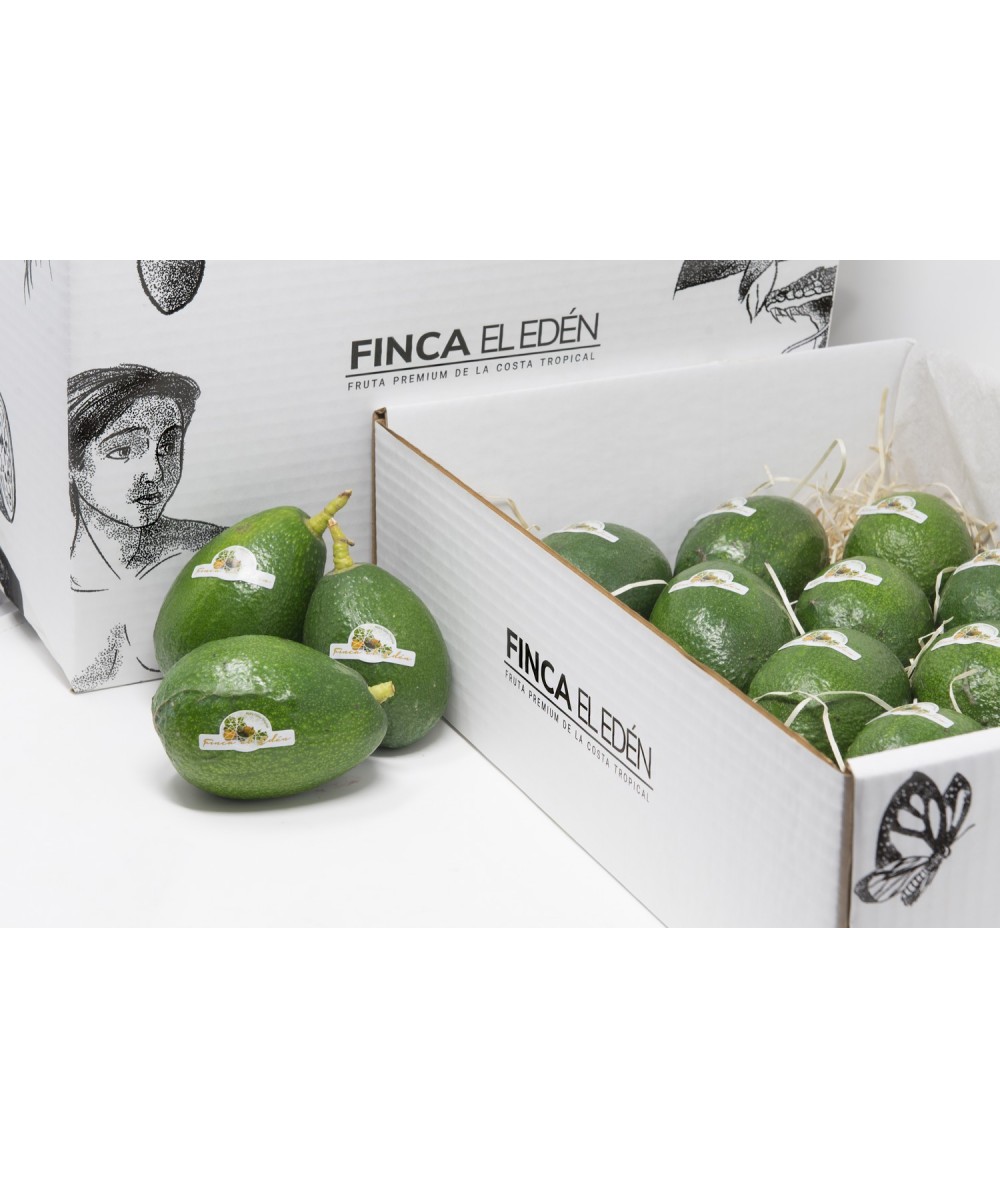 Aguacate Bacon Bio (Origen: España)Aguacate ecológico Bacon – Caja de 4 kg PIEL LISA · VERDE INCLUSO CUANDO ESTÁ MADURO · TEX...