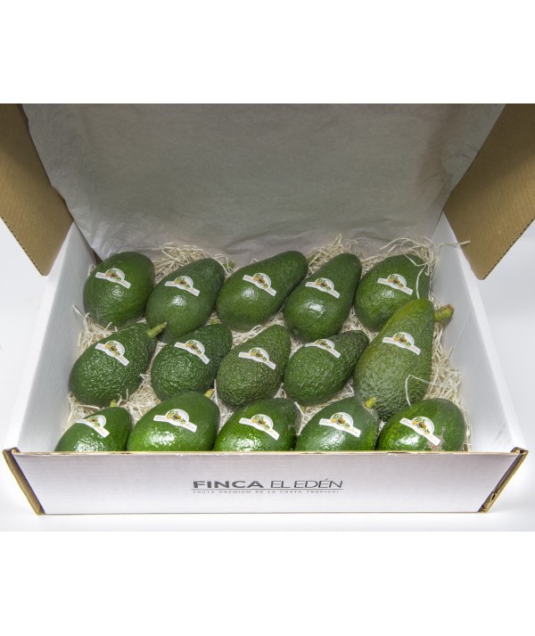 Caja Surtida de Aguacate Bio (Origen: España) BACON Y HASSCaja Surtida de Aguacates Ecológicos – 4 kg SELECCIÓN DE TEMPORADA ...