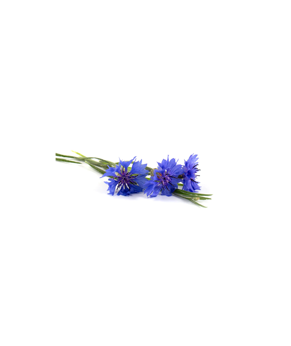 Centaurea (Origen: España)Precio por bandeja de 70 unidades (aproximadamente 150 grs.) Origen: España