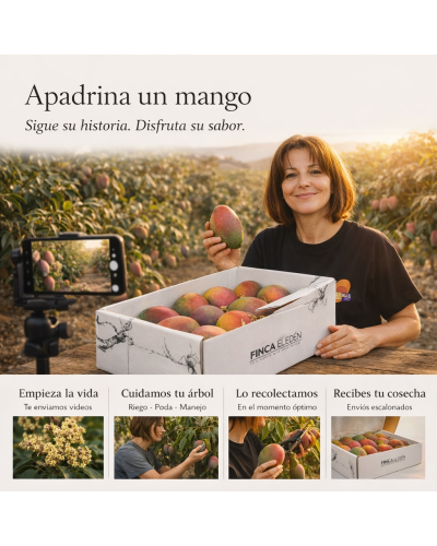 Apadrina un árbol (Mango Irwin)APADRINA UN MANGO ECOLÓGICO EN GRANADA Vive la temporada del mango desde la floración hasta su...
