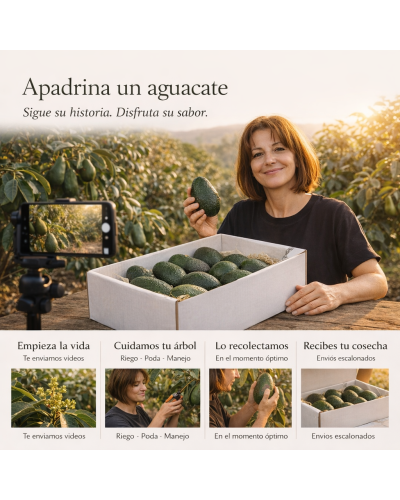 Apadrina un árbol (Aguacate Hass) Con alojamiento y visita privadaAPADRINA UN AGUACATE ECOLÓGICO EN GRANADA Una experiencia a...