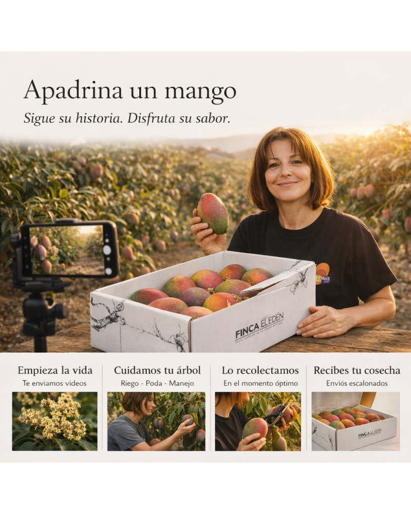 Apadrina un árbol (Mango Irwin) con alojamiento y visita privadaAPADRINA UN MANGO ECOLÓGICO EN GRANADA Vive la temporada del ...