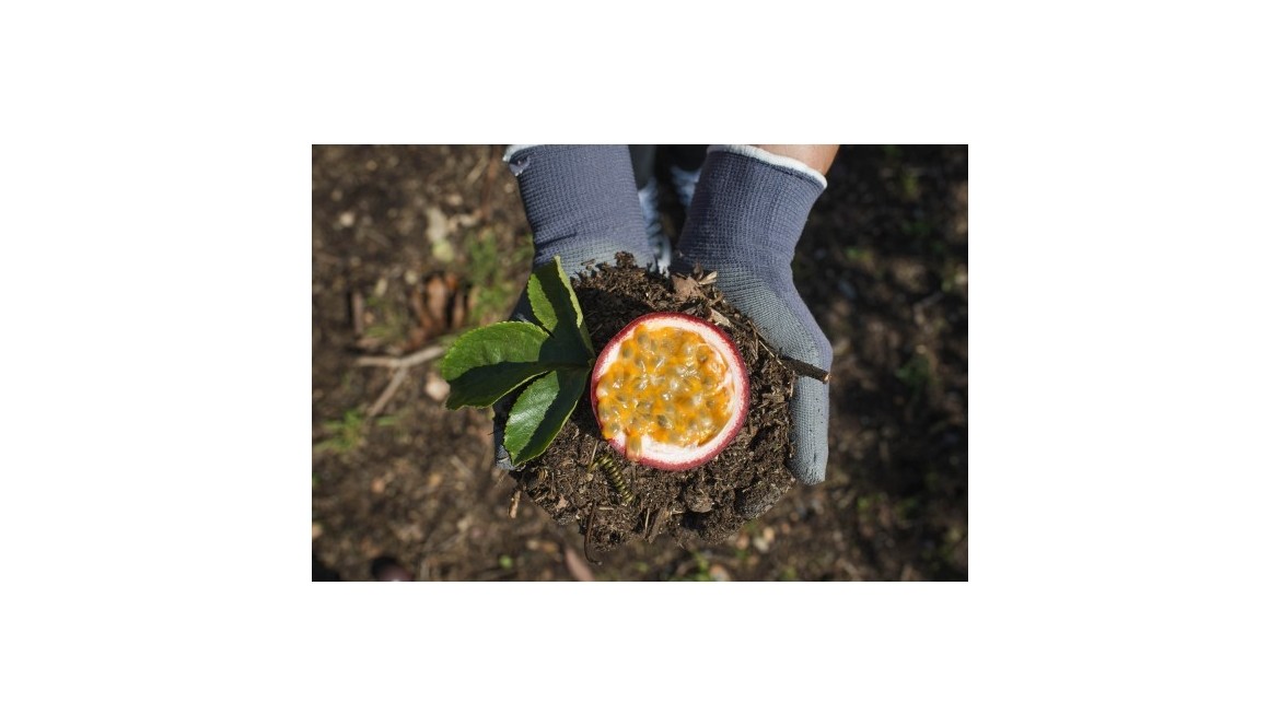 Fruta de la pasión, ¿placer o sufrimiento?