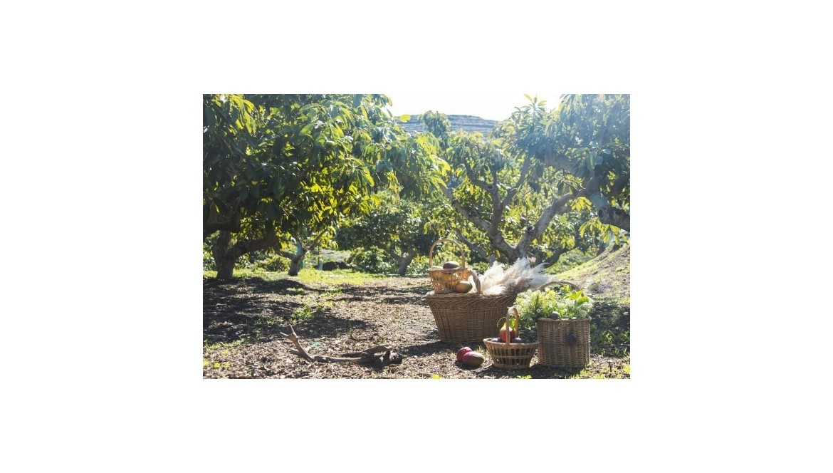 Agricultura biodinámica, un método natural que te brinda beneficios